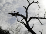  A dead tree full of birds.jpg