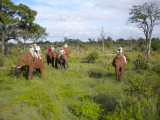  Our elephant group following us.jpg