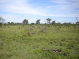 All the downed trees are from big elephants helping babies to feed.jpg