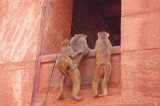 Monkeys Play at Entrance (3).jpg