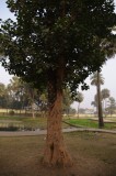 Two Tress Become One.jpg