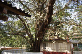 Bodhi Tree in Buddhist Monestary (2).jpg