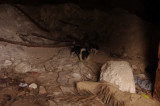 Dogs at Iza Khans Tomb (2).jpg