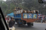 Cows in Truck in Dhaka.jpg