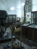 Dinosaur - Indian Museum.jpg