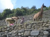 Alpaca on Machu Picchu.jpg