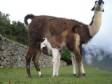 Baby Alpaca Feeding on Machu Picchu.jpg