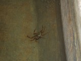 Crab in Lands Inn Pool.jpg