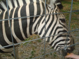 Feeding Zebra.jpg