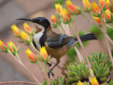 Eastern Spinebill  1