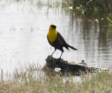 Yellow Headed Blackbird I.jpg