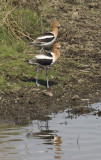 Ruffled American Avocet.jpg