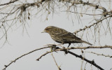 Female Blackbird.jpg