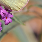 sulpher butterfly mosiac4.jpg