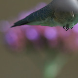 hummingbird statice4.jpg