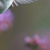 hummingbird statice5.jpg