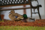 Mallards