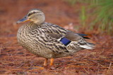 Female Mallard