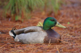 Male Mallard