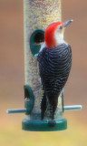 Red Bellied Woodpecker