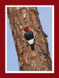 Red Headed Woodpecker