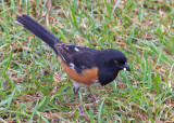 MaleTowhee