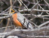 Easter Robin