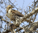 Juvenile Red-tailed Hawk protecting its captured prey
