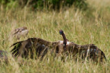 DSC_0376.jpg