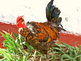 ...and this one looking hen-pecked!