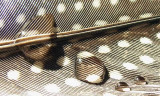 Waterdrops on a Guineafeather