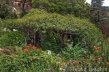 Rose covered pergola