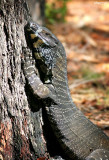 4517-goanna