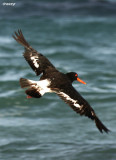 3807-pied-oystercatcher