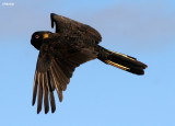 Yellow Tailed Black Cockatoo