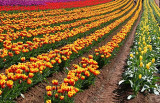 rows-of-tulips.jpg