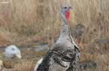 0785-turkey.jpg