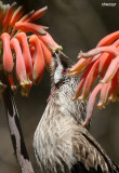 1226-wattlebird.jpg