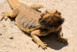 0451-beardie.jpg