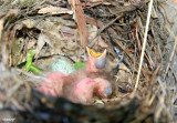 0013-nest.jpg - id as blackbird