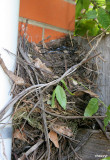 0015-nest.jpg - id as blackbird