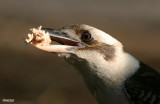 Laughing Kookaburras