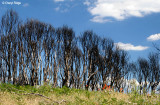 0056- Frank Thomson Reserve area, Kinglake