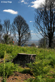 0059- Frank Thomson Reserve area, Kinglake