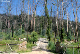 0034 - (Barreges Pyreneans)