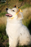 3479- (Barreges Pyreneans) young Annick wearing a yellow ribbon in memory of her relatives lost on Black Saturday