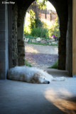 3487- (Barreges Pyreneans) dozing on a warm afternoon