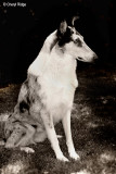 0057- smooth collie in black and white