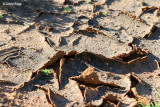 0013-cracked-ground.jpg