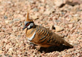 5264-spinifex-pigeon.jpg